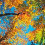 City of Kent wants community’s opinions about street trees