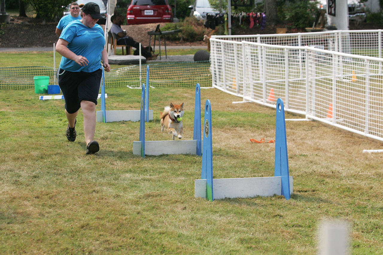 The Seattle FlyDogs perform at the Dog Days of Summer event at the Kent Senior Center. DENNIS BOX, Reporter