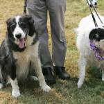 Who let the dogs out?