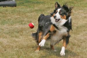 Who let the dogs out?