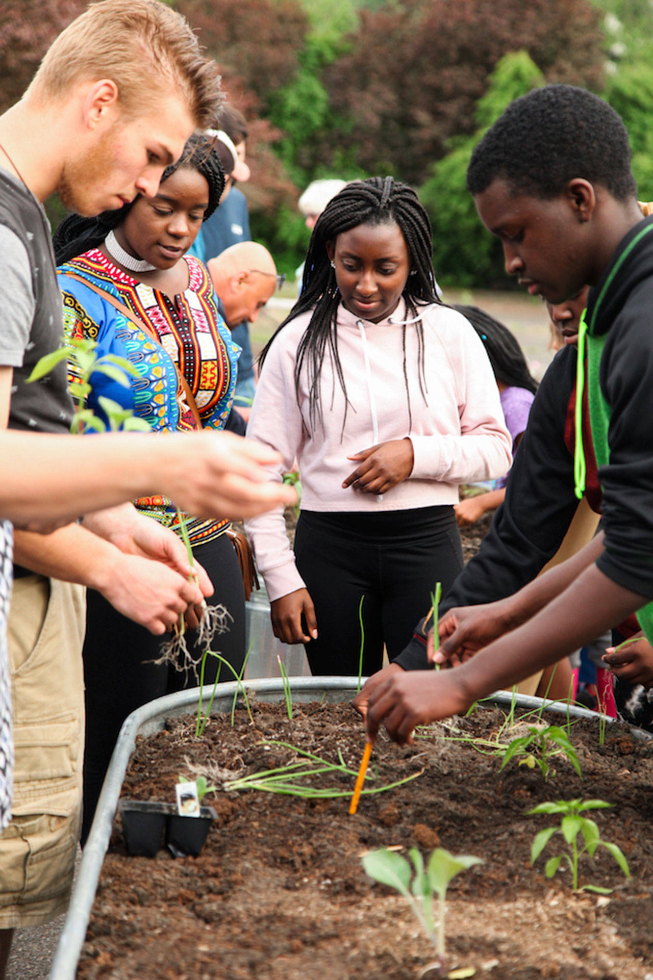 Planting onions: Organizations and volunteers have come together to transform an unused parking lot into a food producing garden paradise on Kent&rsquo;s East Hill. COURTESY PHOTO
