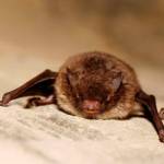 Rabid bat found at SeaTac’s Angle Lake Park