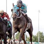 The Frank Lucarelli-trained Mach One Rules captured three stakes, set fast times at two distances and finished runner-up in the Longacres Mile this season at Emerald Downs. COURTESY TRACK PHOTO