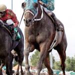 Mach One Rules chosen 2017 Horse of the Meeting | Emerald Downs honors