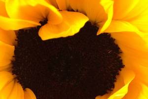 Kent seeks entries for online arts exhibit