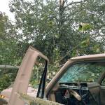 Tree falls into truck during Kent windstorm