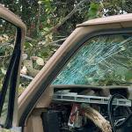 Tree falls into truck during Kent windstorm