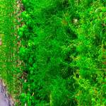 Kent to get large, indoor organic produce farm