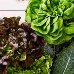 Kent to get large, indoor organic produce farm