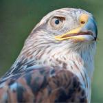 See the largest hawk in North America at Wings of Fall program