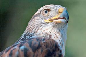 See the largest hawk in North America at Wings of Fall program