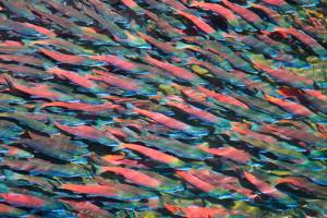 Bold action needed for salmon recovery | Being Frank