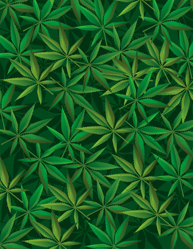 Police seize $80 million worth of pot during raids in King, Grays Harbor, Thurston counties