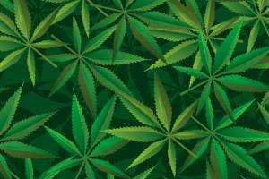 Police seize $80 million worth of pot during raids in King, Grays Harbor, Thurston counties