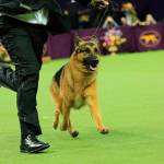 Kent woman to judge at Westminster Kennel Club Dog Show in New York