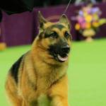 Kent woman to judge at Westminster Kennel Club Dog Show in New York