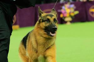 Kent woman to judge at Westminster Kennel Club Dog Show in New York