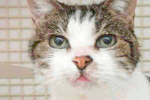 Bella, Charlie head list of Kent’s most popular pet names