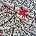 Michael Eggers Snow Berries photo earned one of the five top honors in the Kent Creates web contest. COURTESY PHOTO, City of Kent