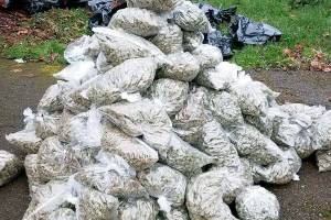 King County Sheriff’s Office seizes nearly $10 million of illegal marijuana