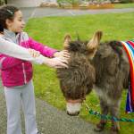 Beloved Pablo the Donkey is a special guest and a part of Kent United Methodist Churchs Palm Sunday program. COURTESY PHOTO