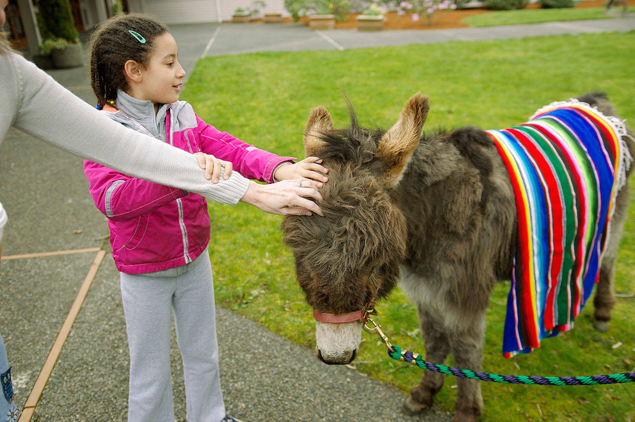 Beloved Pablo the Donkey is a special guest and a part of Kent United Methodist Churchs Palm Sunday program. COURTESY PHOTO