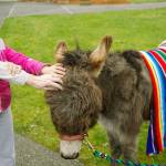 A donkey in the sanctuary