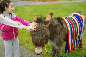 A donkey in the sanctuary