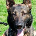 Two dogs soon to join King County Sheriff’s Office