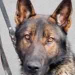 Two dogs soon to join King County Sheriff’s Office