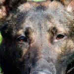 Two dogs soon to join King County Sheriff’s Office