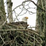 An eagle rests perched in his nest high above a tree behind the Riverbend Golf Course in Kent. COURTESY PHOTO, Julene Bailie