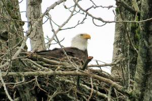 New season awaits Riverbend Eagles watchers