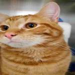 Regional Animal Services to bring pet licensing to Kent homes