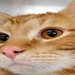 Regional Animal Services to bring pet licensing to Kent homes