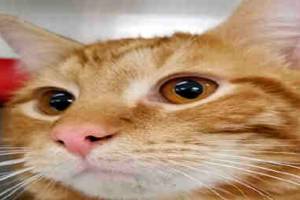 Regional Animal Services to bring pet licensing to Kent homes