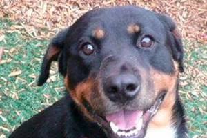 King County increases pet adoption rate by a record 20 percent in a single year