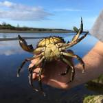 Neah Bay seeing rise in green crab catches