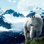 Olympic National Park to start capturing mountain goats this summer
