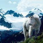 A mountain goat stands in the foreground of a view of Mount Olympus in Olympic National Park. (Roger Hoffman/National Park Service)
