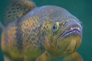 County project to enhance salmon habitat along the Green River