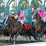 Sippin Fire (No. 7) and jockey Rocco Bowen in the Seattle Slew Stakes. COURTESY TRACK PHOTO