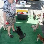 Judy Race, founder and owner of Little Paws 4 Rescue, plays with her adoptable dogs during the event. MARK KLAAS, Kent Reporter
