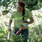 Kent Council member Satwinder Kaur works to remove invasive weeds along a trail in Park Orchard Park last Saturday. MARK KLAAS, Kent Reporter