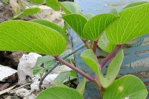 Kent joins King County climate action plan group