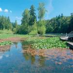 Kent issues toxic algae alert at Lake Fenwick