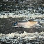 Puget Sound residents can help scientists learn why salmon are dying from toxic runoff