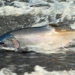 Puget Sound residents can help scientists learn why salmon are dying from toxic runoff