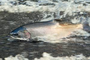 Puget Sound residents can help scientists learn why salmon are dying from toxic runoff