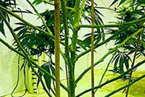 Ten laws to know about retail cannabis | Public Health - Seattle & King County